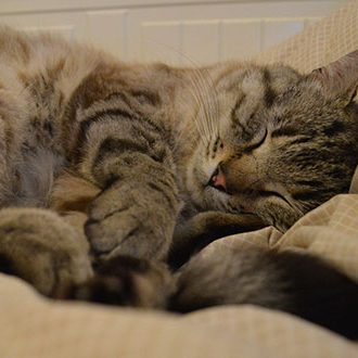 cat-sleeping